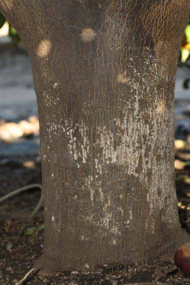              Bark (Riverside, CA)       